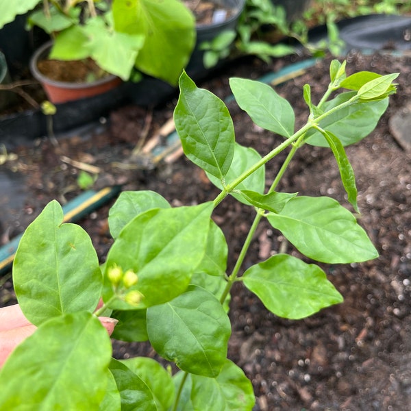 12-16 inches tall - Fragrant Sambac Jasmine /Arabian Jasmine Plant with pot  -  please see real picture