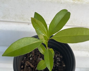 Sapodilla Manilkara Zapota Chiku Makok Tropical Tree Starter Plant Seedling -  please see real picture