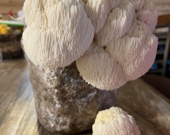 Lion Mane Mushroom Kit - 6lbs per kit. Ready to Fruit - PLS READ Description how to do before purchasing!