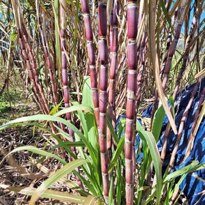 10 Cutting stems -Giant Light purple Sugarcane, soft and sweet, high yield variety, for PLANTING- pls read description, see picture for real