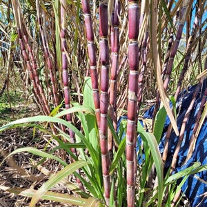 10 Cutting stems - Pink Sugarcane, soft and sweet, high yield variety, for PLANTING not for EATING- pls read description, see picture pls