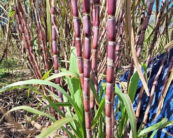 10 Cutting stems - Pink Sugarcane, soft and sweet, high yield variety, for PLANTING not for EATING- pls read description, see picture pls