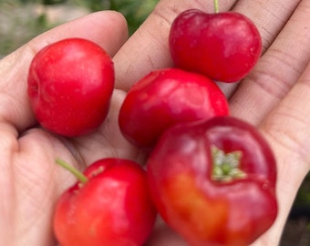 Barbados Cherry (Acerola Cherry) plants with pot, please see final picture for real