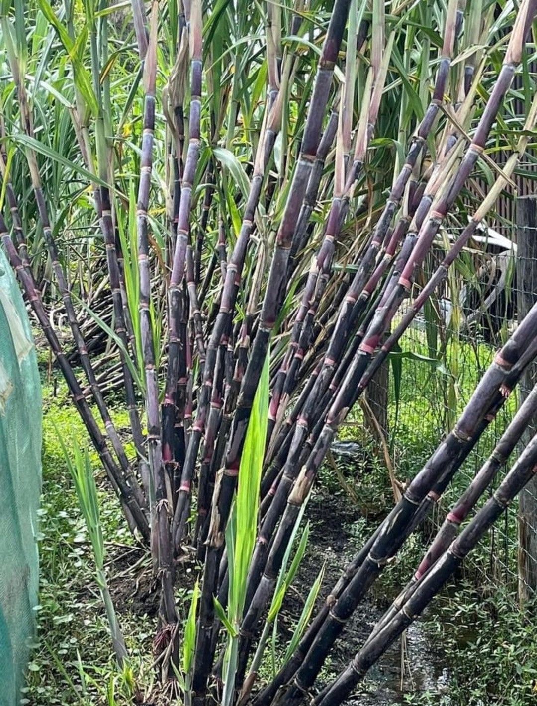 10 Cutting Stems Purple Sugarcane for PLANTING Pls Read Description
