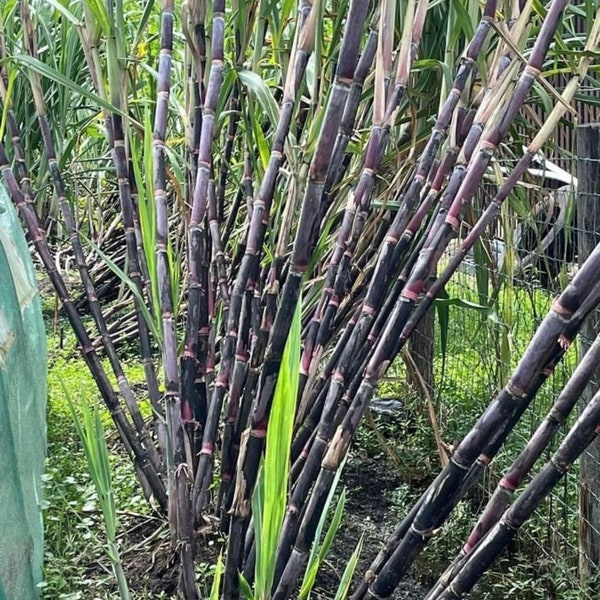 10 Cutting stems - Purple Sugarcane for PLANTING- pls read description, see picture for real