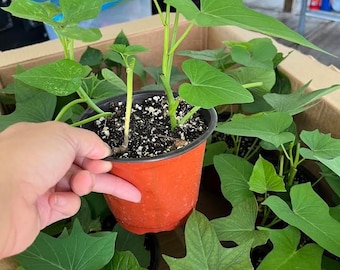 Okinawa Sweet Potato planting with pot- each pot contains 1-2 plants, ready to grow.