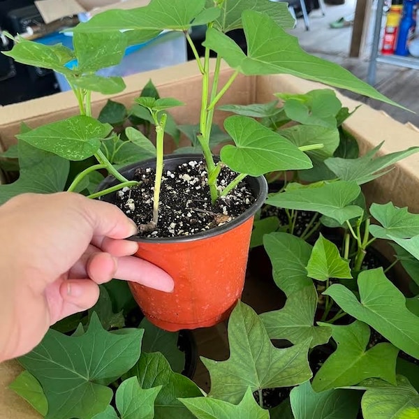 Okinawa Sweet Potato planting with pot- each pot contains 1-2 plants, ready to grow.