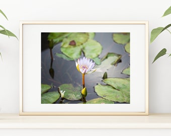 Water Lily Botanical Art Print: Nymphaeaceae Wall Decor