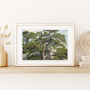 Wichita Mountains Print | Mt Scott, Wichita Mountains | Gnarly Cedar Tree | Oklahoma Print | Landscape Print | Old Tree Print | Tree Art