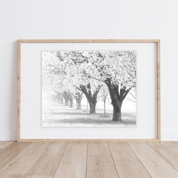 Pear Tree Art Print | Blooming Bradford Pear Trees | Misty Line of Trees | Minimalistic Tree Print | Wall Art Trees | Black White Tree Print