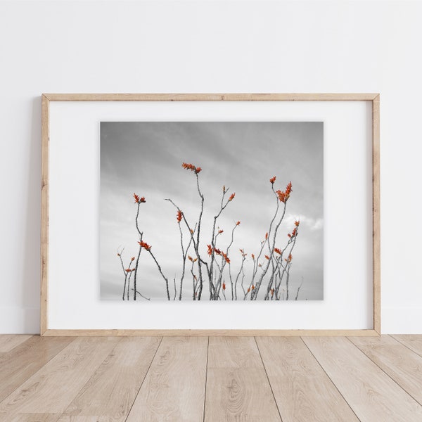 Cactus Print | Ocotillo Cactus | Red Ocotillo | Blooming Ocotillo | Desert Print | Sonoran Desert | Cactus Print Ocotillo Print | Desert Art