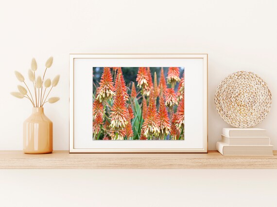 Botanische Kunst: Kandelaber Aloe Abdruck - Etsy.de