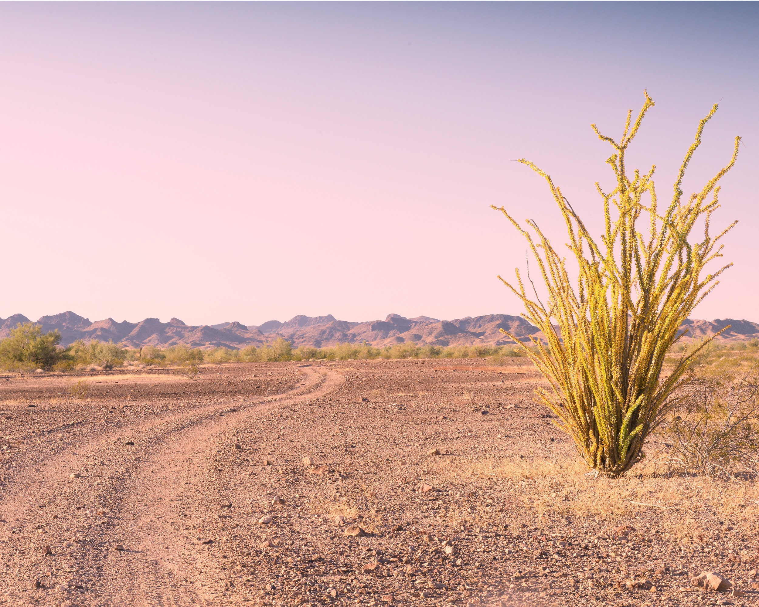 Desert Road Print Off-road Desert Print Ocotillo Cactus Road Desert ...