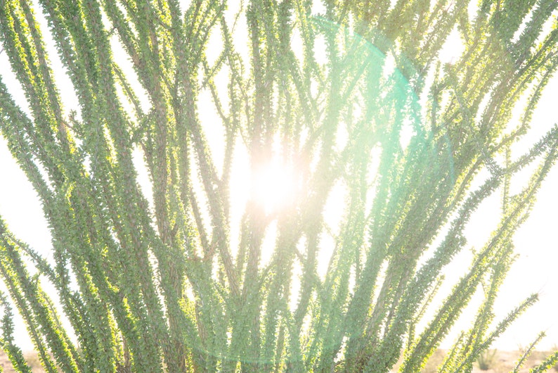 Ocotillo Cactus Print Desert Print Desert Sunrise Cactus Arizona Print Desert Sunrise Print Cactus Sunrise Print Ocotillo Art image 2