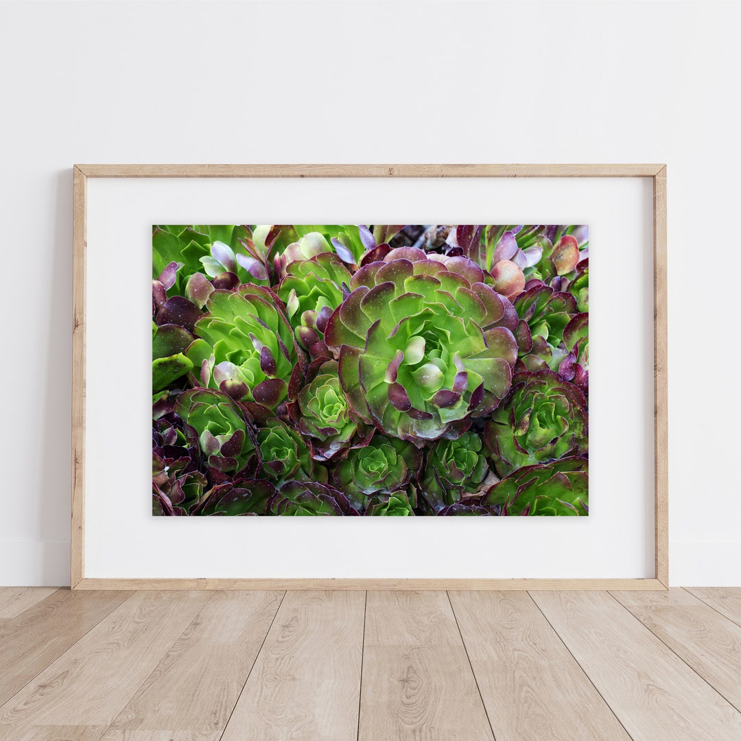 Succulent Art Print: Botanical Gallery Wall Decor - Etsy