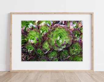 Succulent Art Print | Botanical Print | Succulent Print | Garden Print | Plant Prints | Succulents Plant Art | Botanical Gallery | Stonecrop