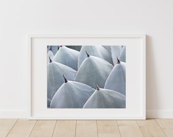 Botanisk väggdekor: Parrys agave
