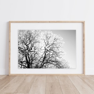 Ice-Covered Oak Tree Print: Winter Minimalist Photography