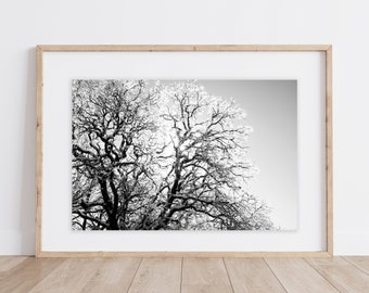 Icy Oak Tree Print | Ice Covered Oak Tree | Minimalistic Tree Print | Winter Minimalistic Print | Oklahoma Print | Icy Oak Tree Print