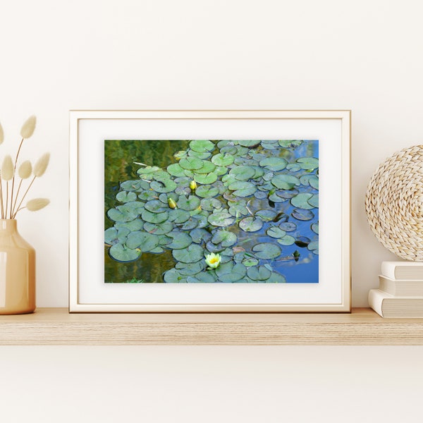 Lilypad's Print | Water Lily Print | Botanical Print | Water Garden Print | Water | Flower Photography | Lily Pad Photography | Lily Art