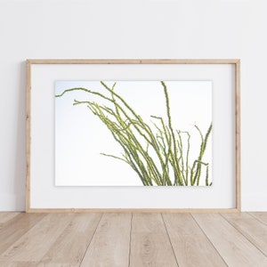Wüstenkaktus Poster | Ocotillo Kaktus | Grüner Ocotillo Kaktus Druck | Wüstenkaktus Poster | Südwesten Kunstdruck | Ocotillo | Sommerliches Ocotillo