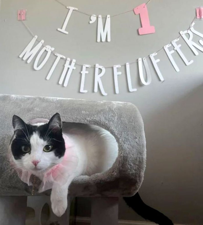 Cat Birthday Banner, Happy Birthday Mother Fluffers, Cat Birthday Decoration, Lets Purrty, Its My Birthday Mother Fluffers, Kitty Birthday image 4