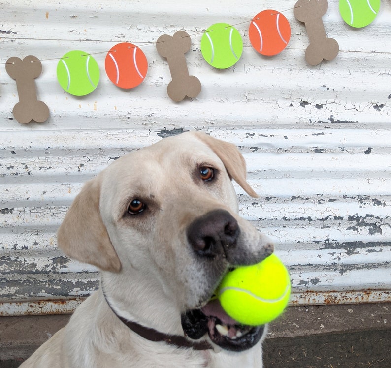 May include: A yellow Labrador Retriever with a tennis ball in its mouth. A banner of paper bones and tennis balls in green and orange hangs in the background. The dog has a brown collar.