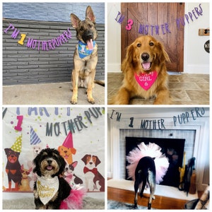 Dog Birthday Dog Birthday Banner Happy Birthday Mother Puppers Dog Birthday Decoration Lets Pawty Puppy Birthday Dog Birthday image 6