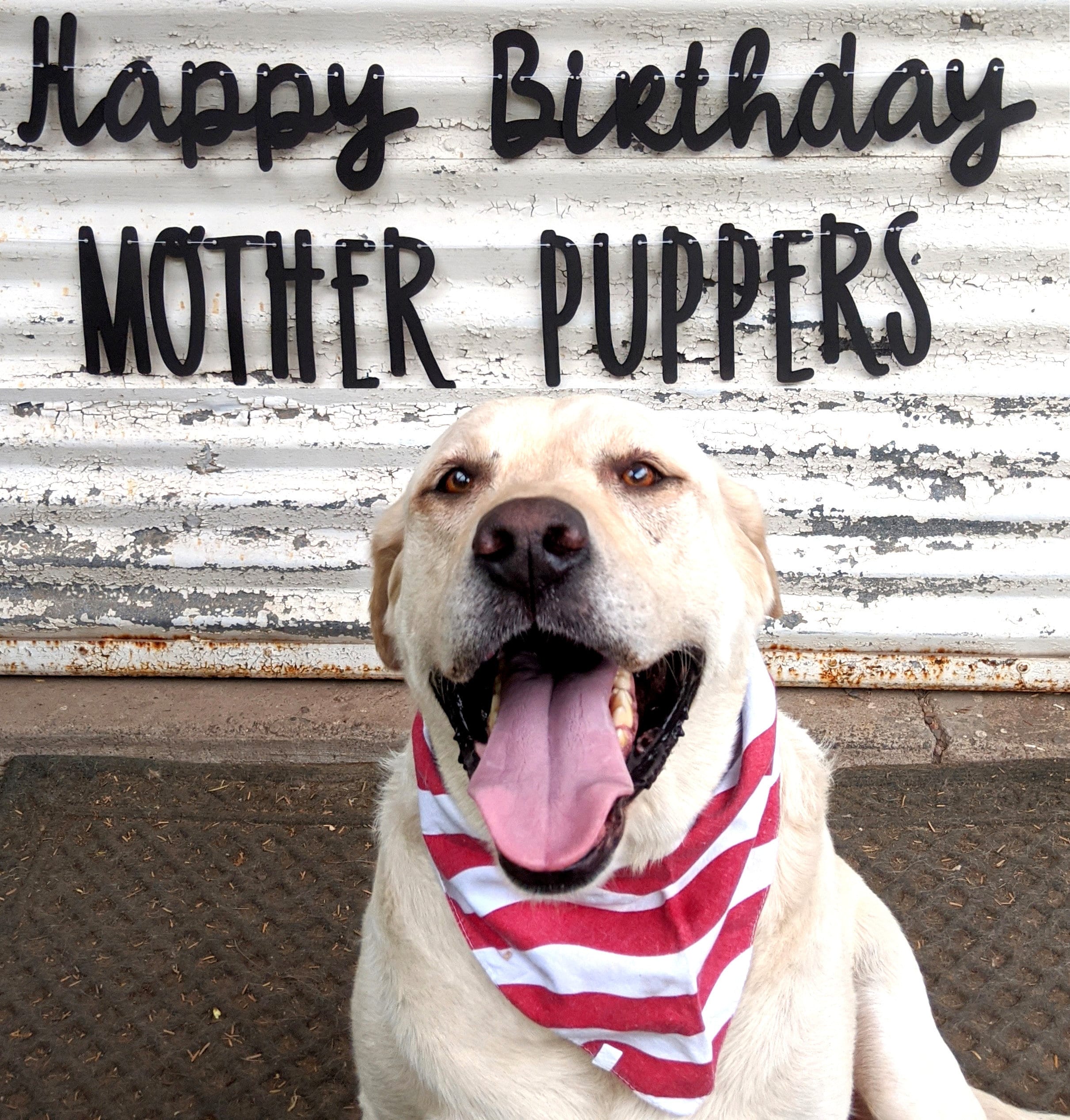 Dog Birthday Party Decor Dog Birthday Banner with Paw Prints Glitter Banner It's My Birthday Motherpuppers