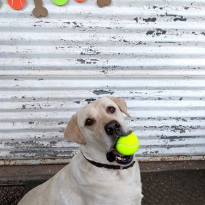 May include: A light-colored Labrador Retriever with a tennis ball in its mouth. Above, a banner of orange tennis balls, green tennis balls, and brown dog bones hangs against a weathered, white background.