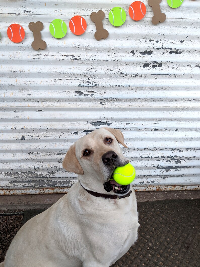 May include: A light-colored Labrador Retriever with a tennis ball in its mouth. Above, a banner of orange tennis balls, green tennis balls, and brown dog bones hangs against a weathered, white background.