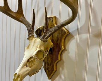 Custom Arrowhead -Shaped European Mount Plaque for Deer Skull Display