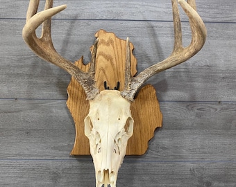 Custom Oak Michigan-Shaped European Mount Plaque for Deer Skull Display