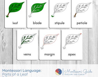 Parts of a Leaf Montessori Three-Part Cards