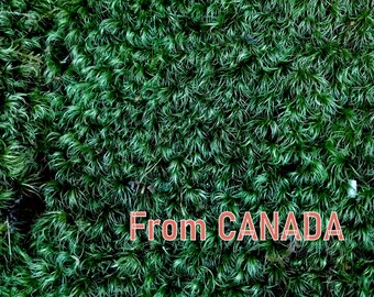 1 sqf live mood moss sheet moss wild growing