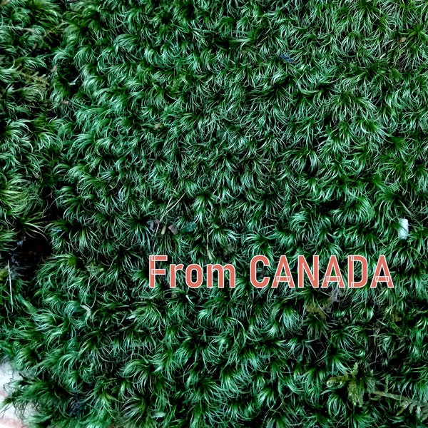 Sheet Moss Etsy