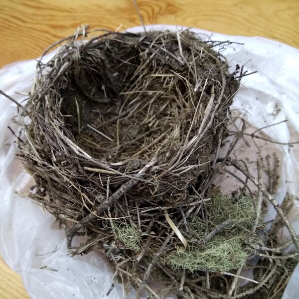 Natural Bird Nest Etsy