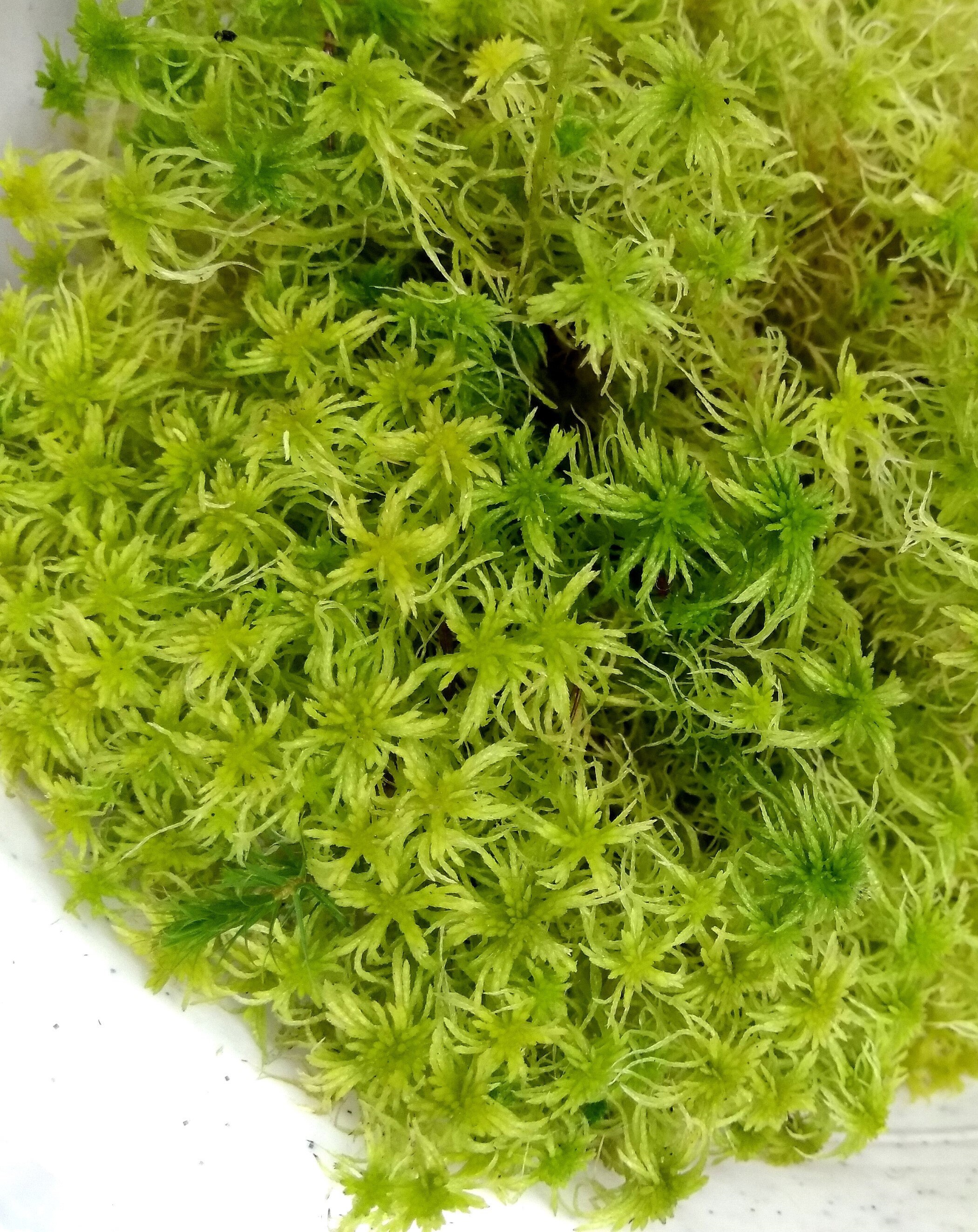 Live Sphagnum Moss