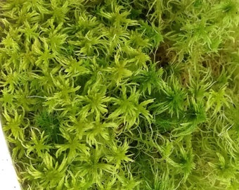 Cleaned live sphagnum one gallon