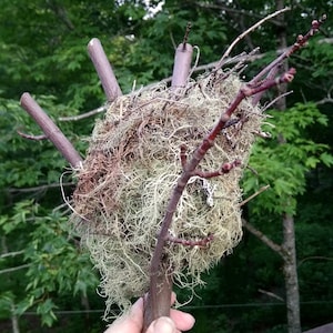 Authentic Natural Bird&#39;s Nest from Wild Nature