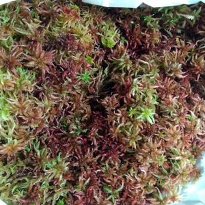 May include: A dense collection of live sphagnum moss featuring a vibrant mix of deep burgundy, reddish-brown, and bright lime green star-shaped clusters. The moss has a fine, fibrous texture with tightly packed stems and small, delicate leaves.