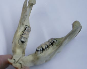 Mandíbula baja real con dientes de castor roedor salvaje sin blanquear