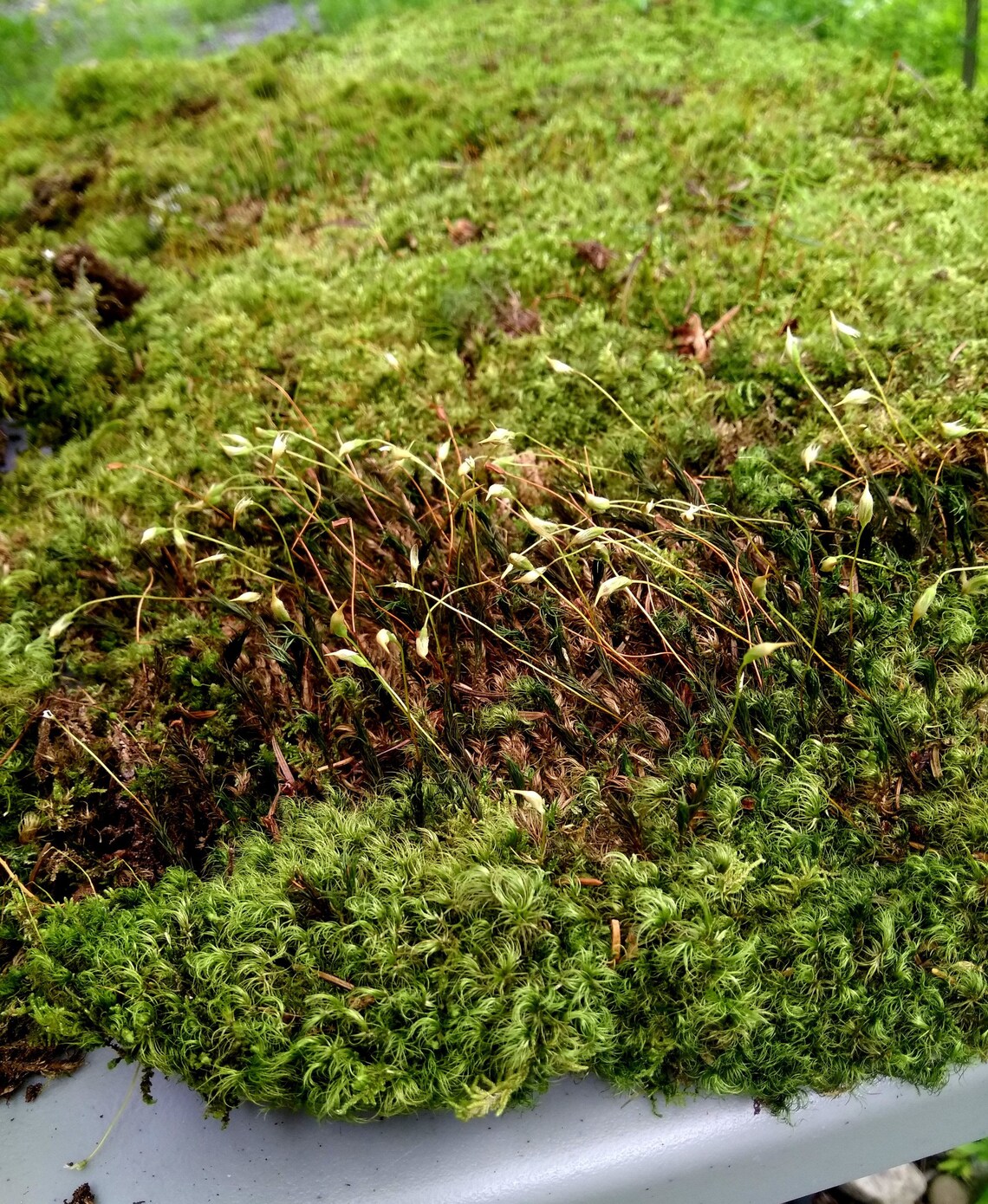 Organic dried live moss 5 sqf wild growing bulk box Etsy