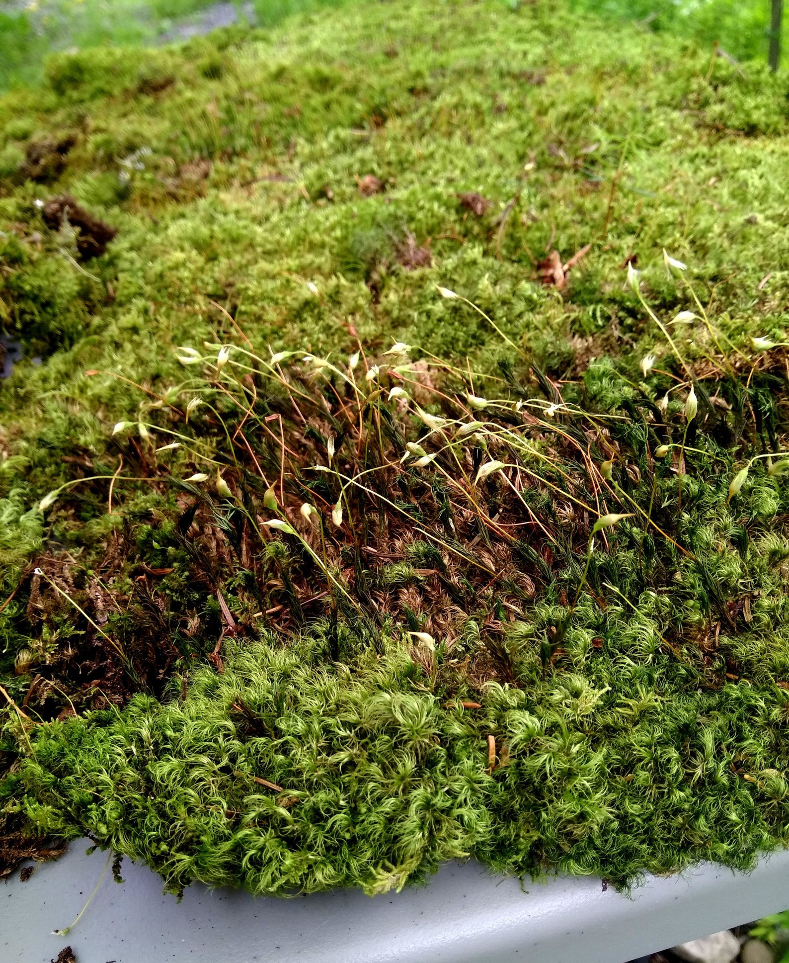 Organic dried live moss 5 sqf wild growing bulk box Etsy