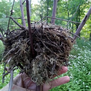 Authentic Natural Bird&#39;s Nest from Wild Nature