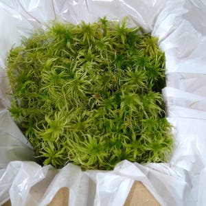 May include: A close-up of a white plastic bag filled with a large amount of green moss. The moss is tightly packed and appears to be fresh.