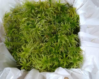 Fresh Live Sphagnum Moss – Wild-Grown, Uncleaned, Half Gallon