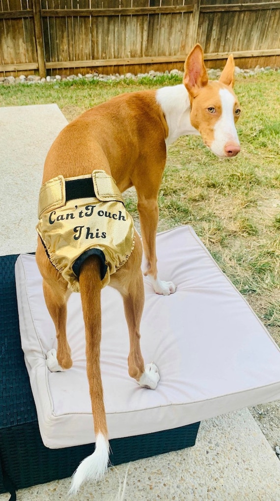 Dog period pads petco sales
