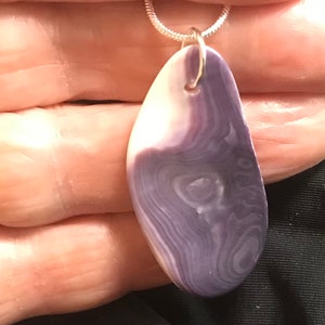 Op de afbeelding: Een zilveren ketting met een hanger van een paarse en witte schelp. De schelp heeft een draaiende structuur.
