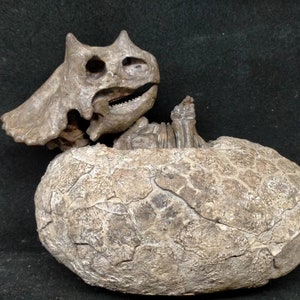 Puede incluir: Un esqueleto de dinosaurio fosilizado de un bebé dinosaurio dentro de un huevo fosilizado. El dinosaurio es un Triceratops.